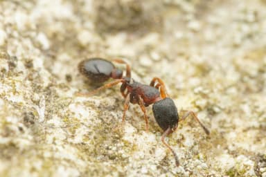 Leptothorax acervorum photo 46