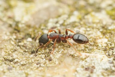 Leptothorax acervorum photo 48