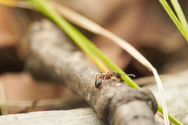 Leptothorax acervorum photo 50