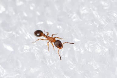 Leptothorax acervorum photo 52