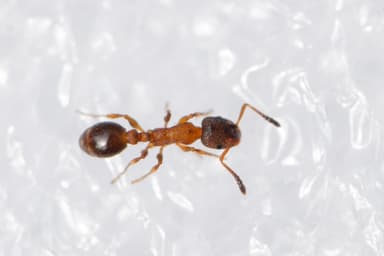 Leptothorax acervorum photo 53