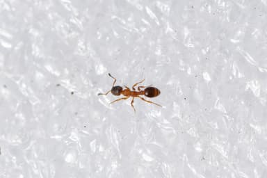 Leptothorax acervorum photo 55