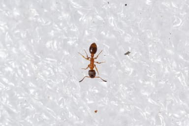 Leptothorax acervorum photo 56