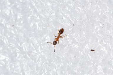 Leptothorax acervorum photo 57