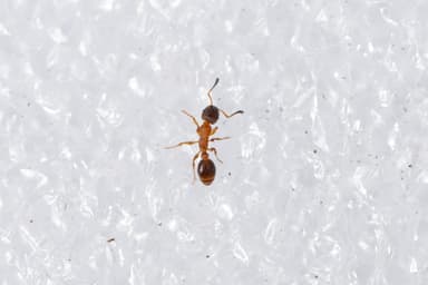 Leptothorax acervorum photo 58
