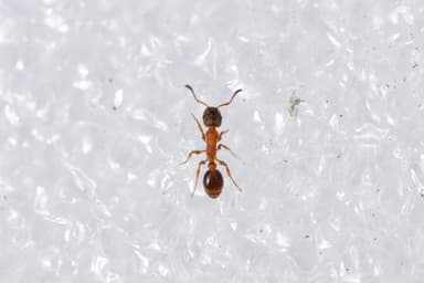 Leptothorax acervorum photo 62