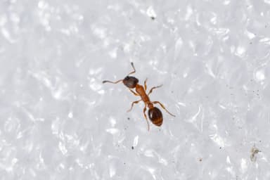 Leptothorax acervorum photo 63