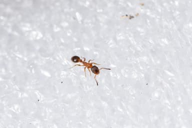 Leptothorax acervorum photo 65