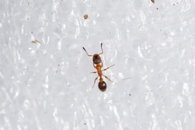 Leptothorax acervorum photo 67