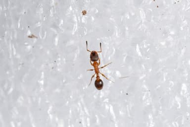 Leptothorax acervorum photo 69