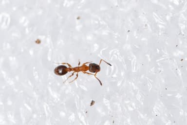 Leptothorax acervorum photo 70