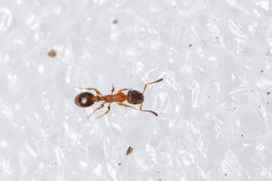 Leptothorax acervorum photo 71