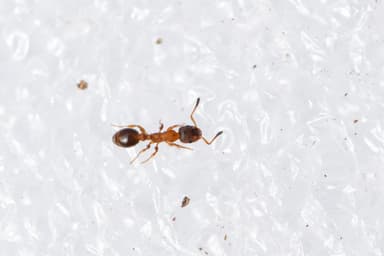 Leptothorax acervorum photo 72