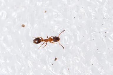 Leptothorax acervorum photo 73
