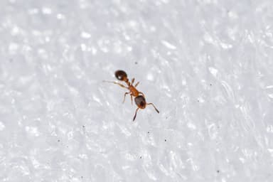 Leptothorax acervorum photo 74
