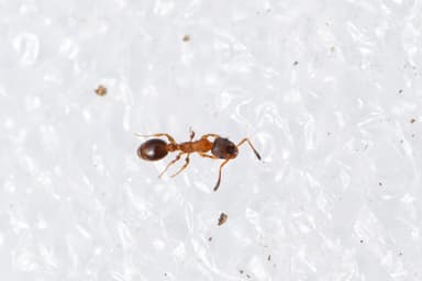 Leptothorax acervorum photo 75