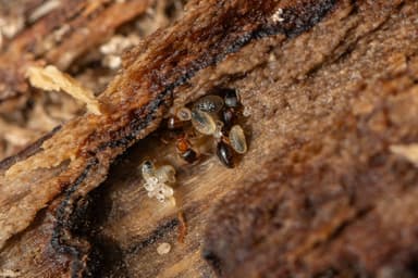 Leptothorax acervorum photo 76