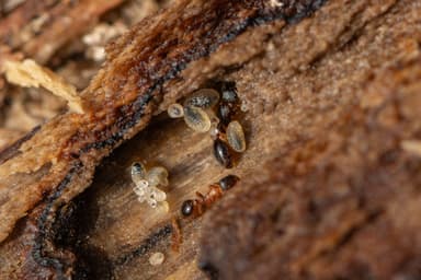 Leptothorax acervorum photo 77