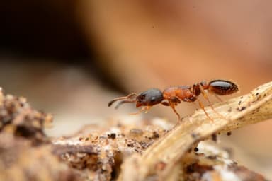 Leptothorax acervorum photo 79