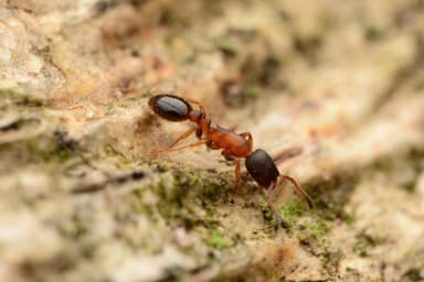 Leptothorax acervorum photo 81