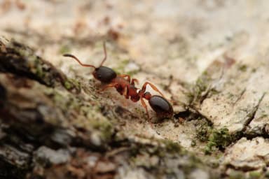 Leptothorax acervorum photo 82