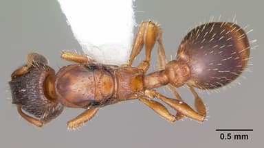 Leptothorax acervorum — queen photo 1