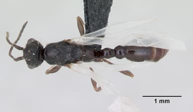 Leptothorax acervorum — queen photo 2