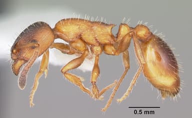 Leptothorax acervorum — queen photo 3