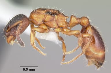 Leptothorax acervorum — queen photo 5