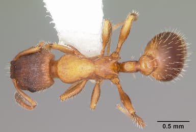 Leptothorax acervorum — queen photo 7