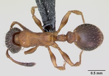 Leptothorax acervorum — queen photo 8