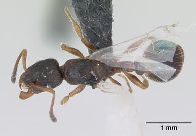 Leptothorax acervorum — queen photo 9