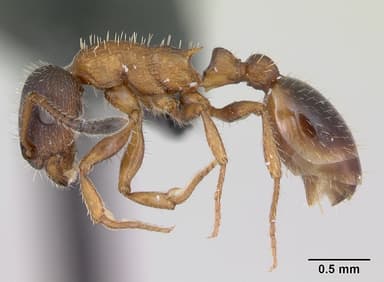 Leptothorax acervorum — queen photo 10