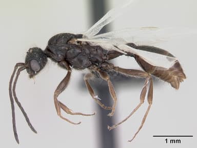 Leptothorax acervorum — queen photo 11