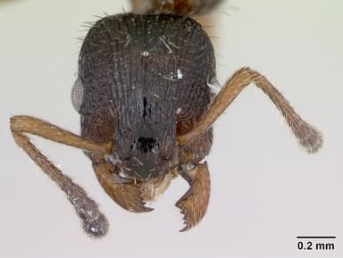 Leptothorax acervorum — queen photo 12