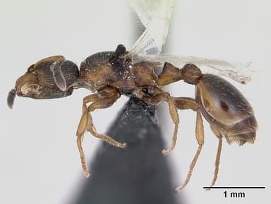 Leptothorax acervorum — queen photo 13
