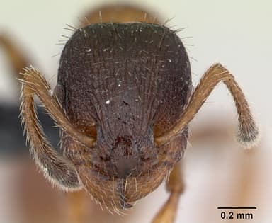 Leptothorax acervorum — queen photo 14