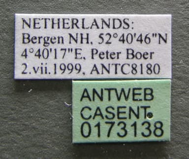 Leptothorax acervorum photo 16