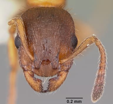 Leptothorax acervorum — queen photo 17