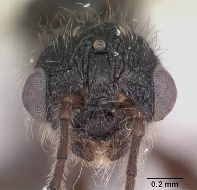 Leptothorax acervorum — queen photo 18