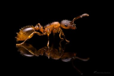 Leptothorax gredleri photo 124