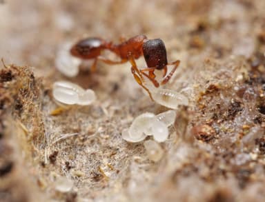 Leptothorax gredleri photo 2