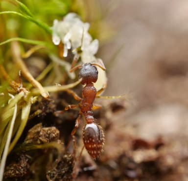 Leptothorax gredleri photo 4