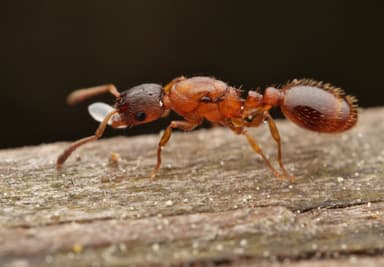 Leptothorax gredleri photo 5