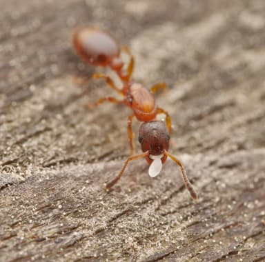 Leptothorax gredleri photo 7