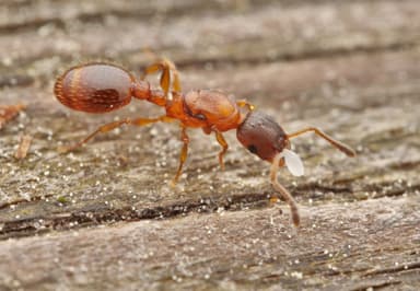Leptothorax gredleri photo 8