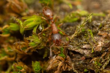 Leptothorax gredleri photo 9