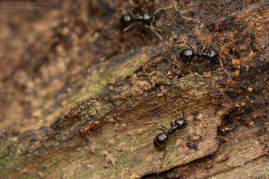 Leptothorax gredleri photo 11
