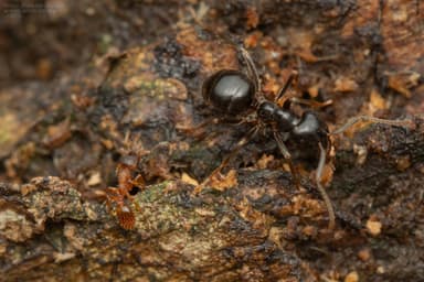 Leptothorax gredleri photo 13