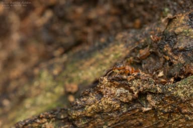 Leptothorax gredleri photo 15